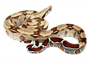 Boa c. constrictor, Guyana